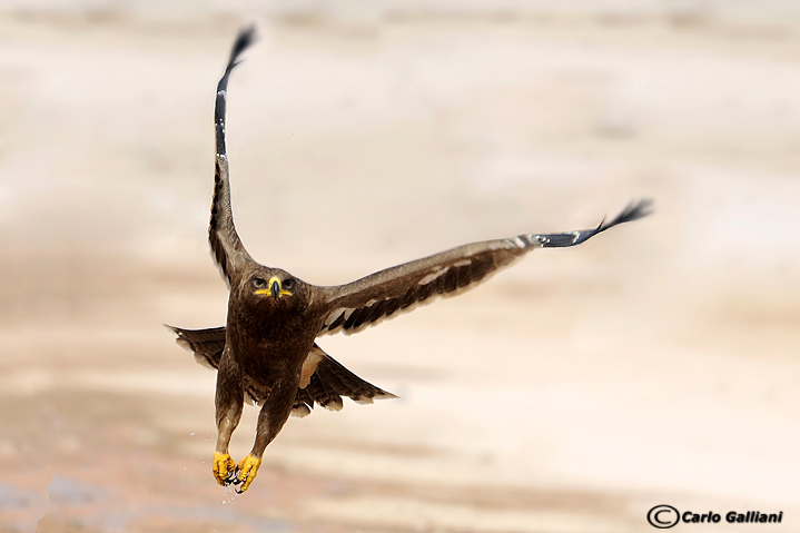 Aquila delle steppe